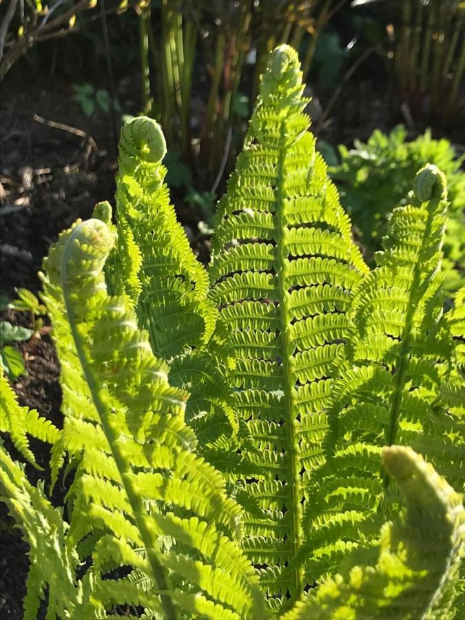 Blomstertantens Hus Trelleborg Bagian luar foto