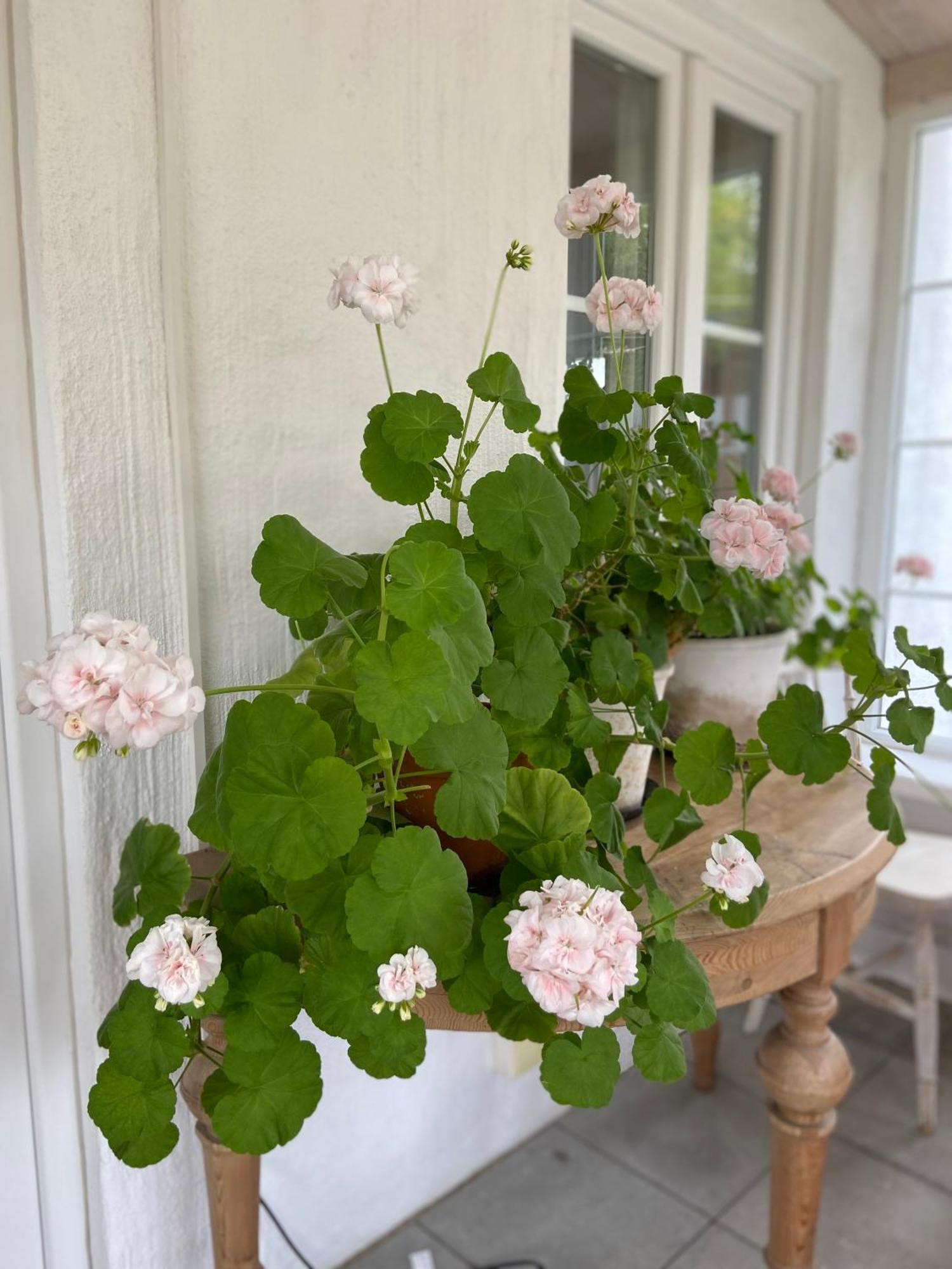 Blomstertantens Hus Trelleborg Bagian luar foto