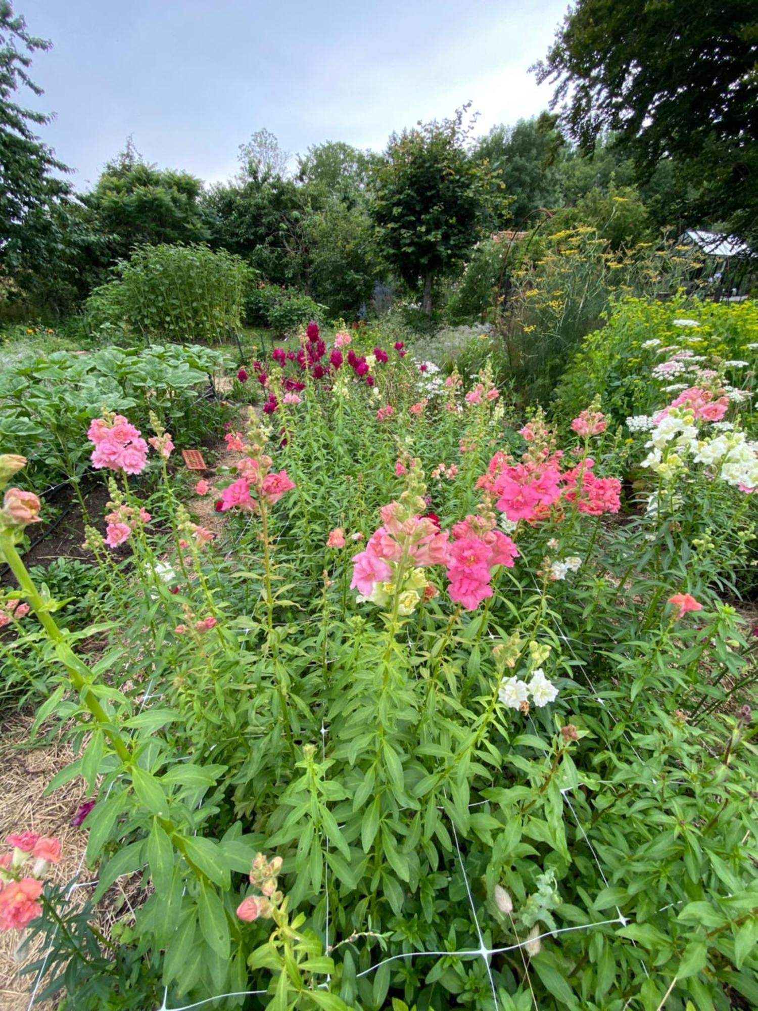 Blomstertantens Hus Trelleborg Bagian luar foto