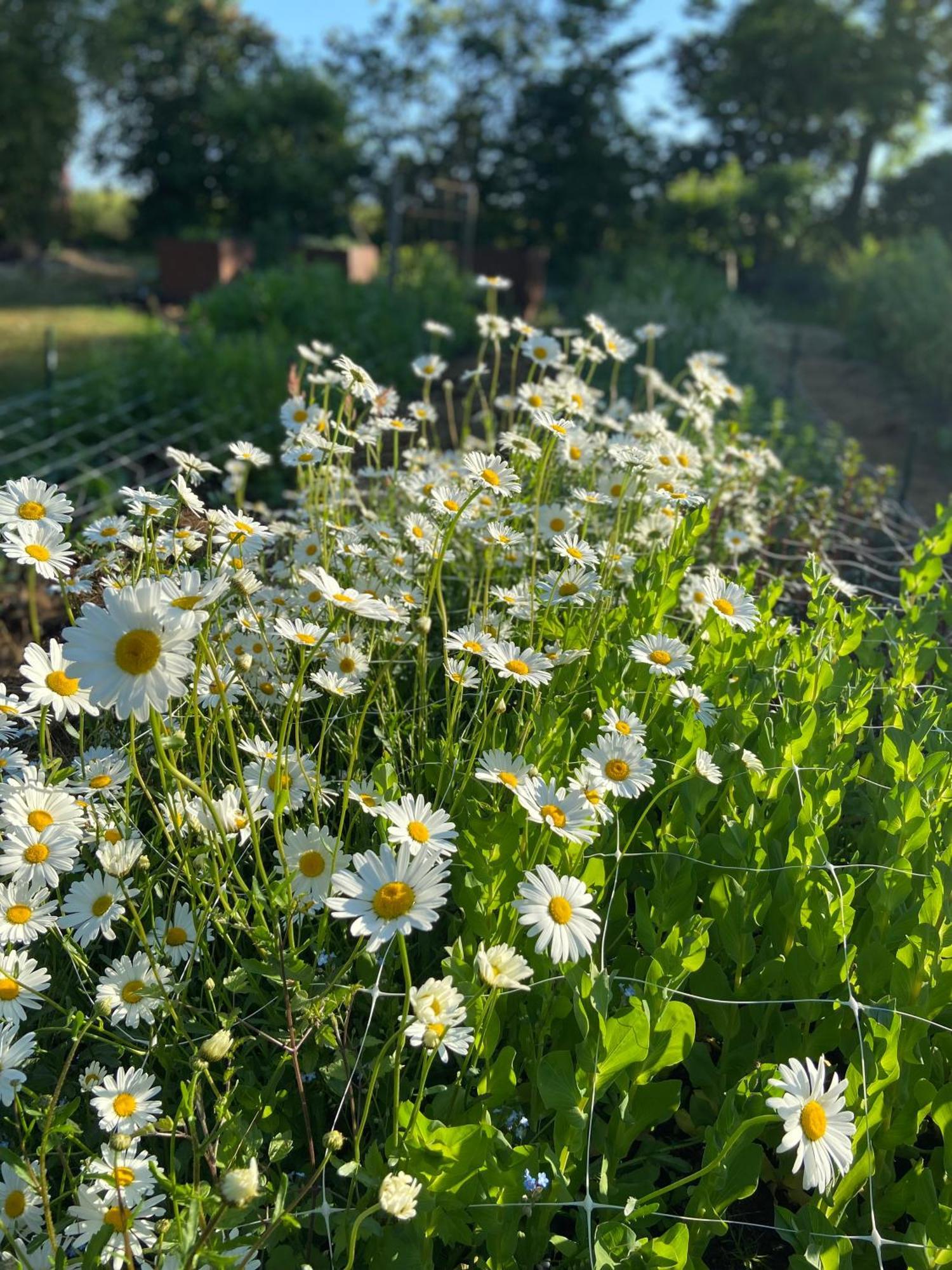 Blomstertantens Hus Trelleborg Bagian luar foto